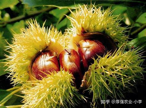板栗苗什么时候种植-种植技术-中国花木网