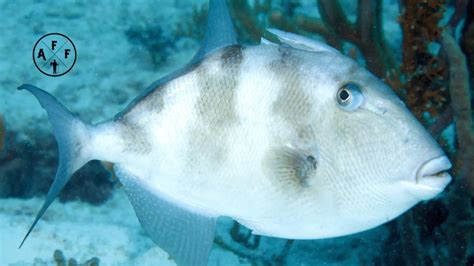 Image result for Catching Triggerfish