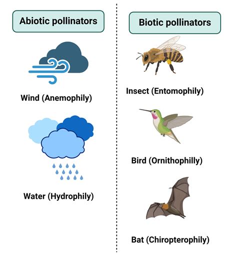 Pollination Explained 的图像结果