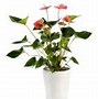 Image result for Beautiful Pot Plants