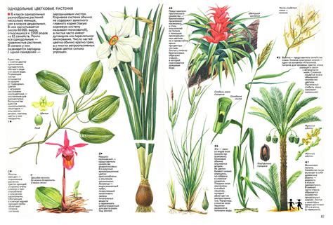 Botany 的图像结果