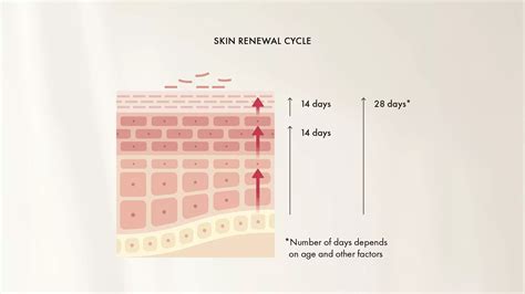 Skin renewal cycles of the skin | LE PURE