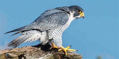 Peregrine Falcon Hunting Technique