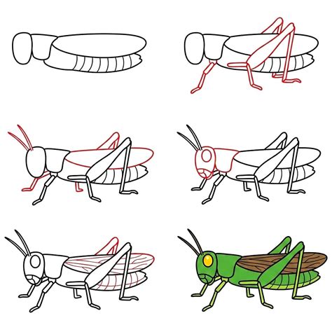 10+ Easy and Cute Grasshopper Drawing Ideas - Drawing Photos