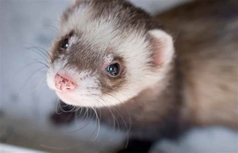 How Long Ferrets Live For – Average Lifespan of Ferrets (what you need to know) - The Pet Town