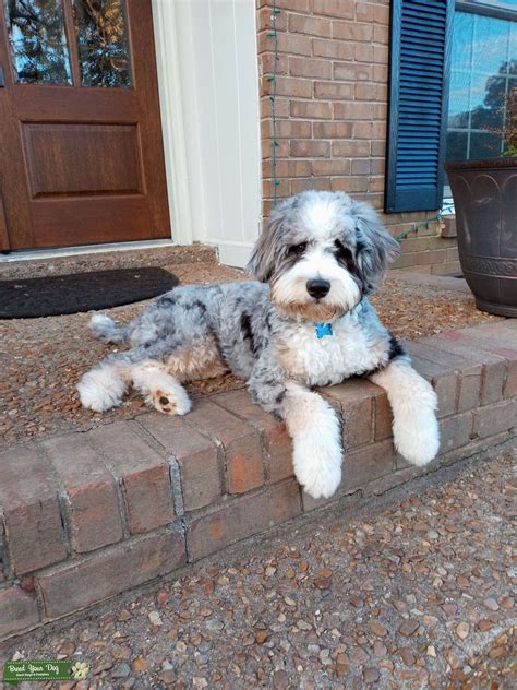 Mini Bernedoodle - Stud Dog TN - Breed Your Dog