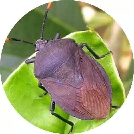 我家卫生家发现一种黑虫子，尾巴上是钳子型的，请问谁知道是什么名字，有什么危害，如何防治？ - 知乎
