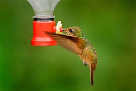 The 5 Best Bee Proof Hummingbird Feeders in 2026