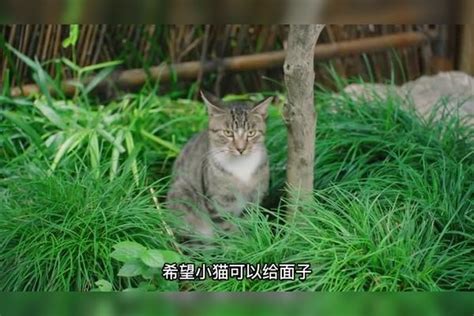流浪猫投喂点堪比热门景区# 网友：大型撸猫现场】近日，上海静安公园吸引了大量游客前来投喂流浪猫。据了解，来投喂的人除了住在附近的居民外，甚至 ...