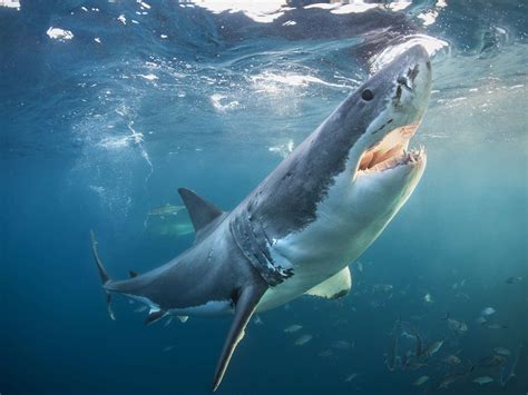 10 Illuminating Facts About Great White Sharks