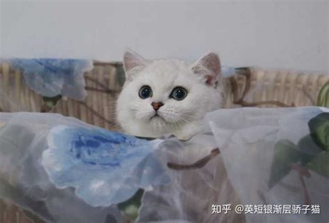 上海抓猫热线？上海流浪猫？上海正规流浪猫救助站-辉狼号