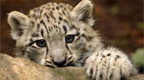 🔥 Free Download Cute Snow Leopard X Hdtv 1080p Wallpaper by @kjohnson34 ...