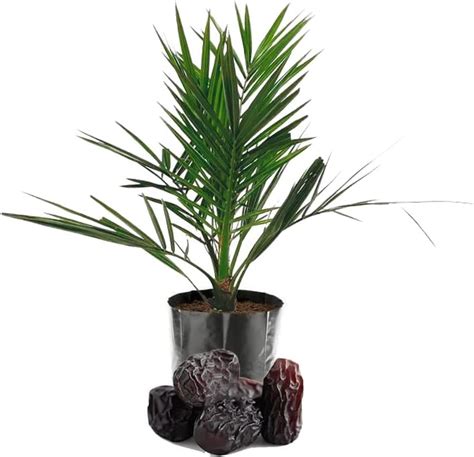 IXORA Ajwa Dates Palm Khurma Khajoor Arabian Variety Dwarf Fruit Live ...