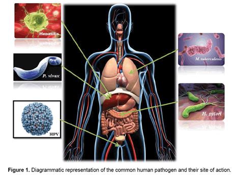 Image result for Pathogen Affect a Human Body