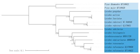 Mitochondrial Genomes of Six Snakes (Lycodon) and Implications for ...