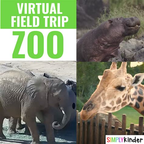 Zoo Virtual Field Trip - Simply Kinder