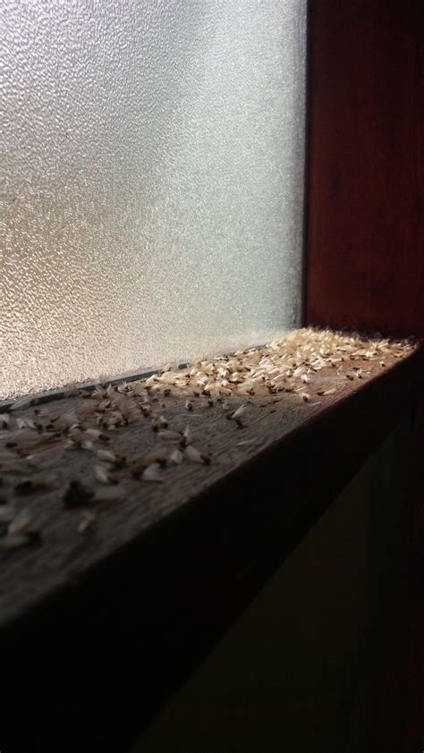 Termites at Windows 的图像结果