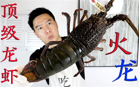 顶级澳洲龙虾“火龙”，刺身非常好吃，赚大了 - 哔哩哔哩