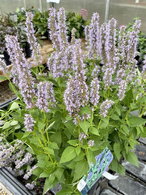 Perennial Hyssop (Agastache) Blue Fortune - Fergusons Garden Center