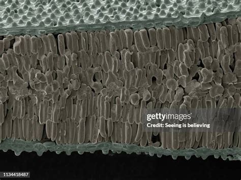 Scanning Electron Micrograph 的图像结果