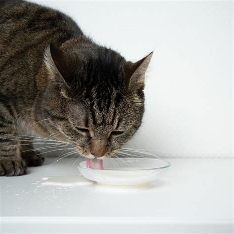 Can cats drink milk? - The Lick