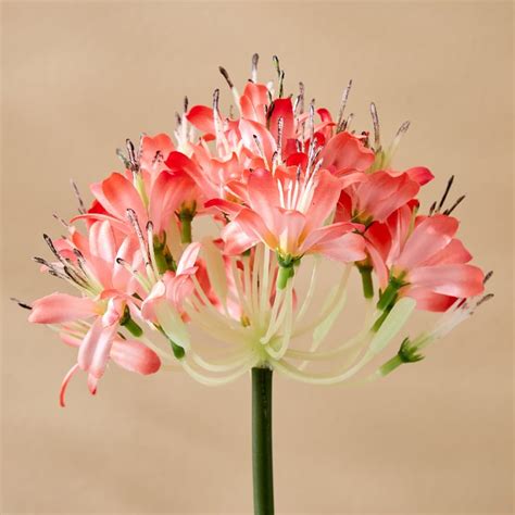 Buy Botanical Pear Artificial Flower - 74cm from Home Centre at just ...