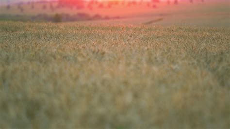 Field 的图像结果