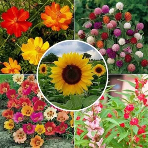 Buy Flower Seeds Combo Gomphrena, Balsam, Cosmos, Portulaca, Sunflower ...