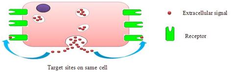 Figure 1 (a): Autocrine signaling: Cells responding to substances which ...