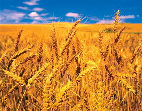 Wheat | Production, Types, Nutrition, Uses, & Facts | Britannica