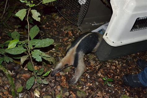 Llamado a proteger Tamandúas en el Huila - TSM Noticias