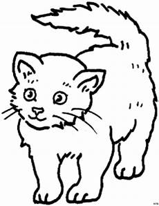ausmalbilder junge katzen suesse junge katze ausmalbild malvorlage tiere ausmalbilder junge katzen suesse junge katze ausmalbild malvorlage tiere