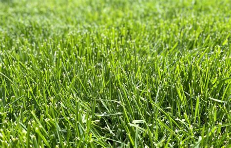 The Ultimate Guide to Lawn Maintenance in Extreme Heat: Tips for a ...