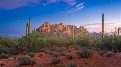 Arizona's Hidden Gem: Ironwood Forest National Monument