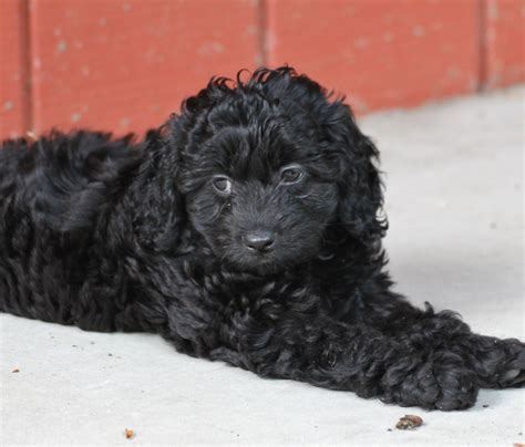 Image result for Cockapoo Chien