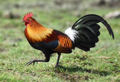 Native Chicken Breeds 的图像结果
