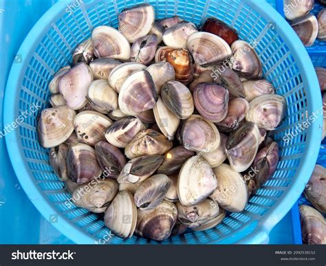 Image result for Clam with a Very Sharp Shell