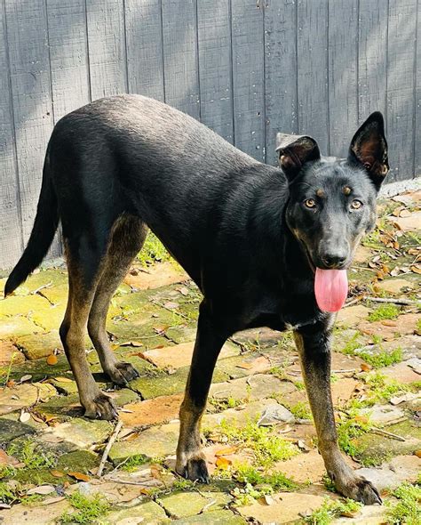 Dobermann Herdershond Mix Ontdek De Kruising Dobermann X Rottweiler: