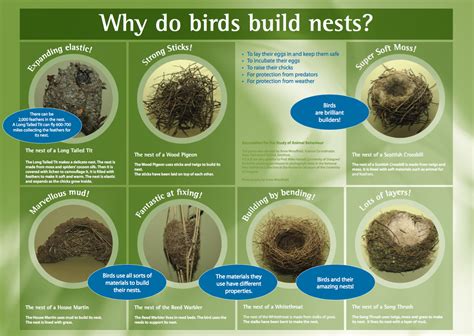 Bird Nest unit | Why do birds, Primary resources, Wood pigeon