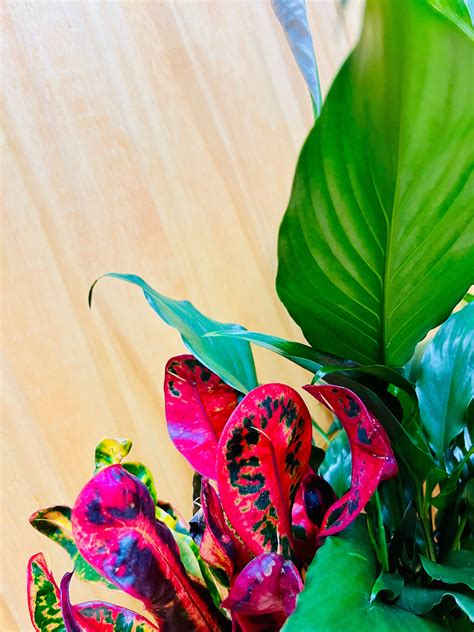 New Arrivals – Houseplants New York LLC | Live Lucky Bamboo & Houseplants