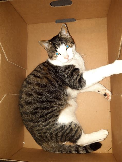 Image result for Cladding Insect Barrier