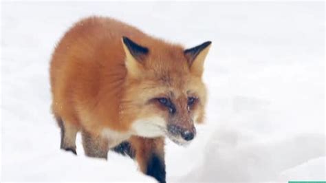 雪地猎手养成记之赤狐13米外捕鼠绝技！小赤狐雪地狩猎靠耳力！_腾讯视频