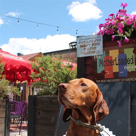 Restaurant That Accept Dogs at Tamara Ruby blog