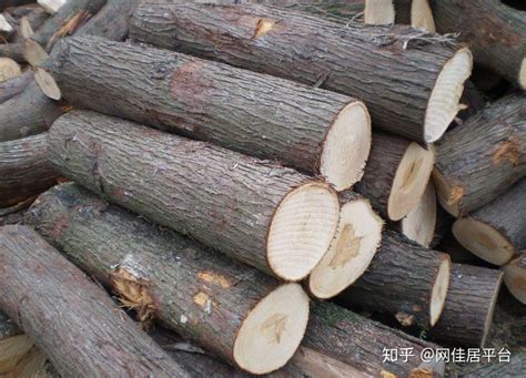 木材種類大全、木材種類有哪些，常用名貴木材介紹！ - 每日頭條