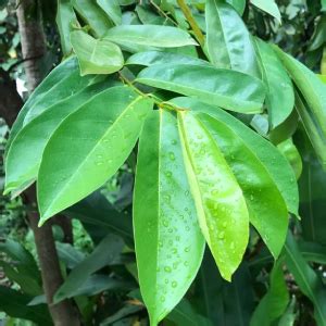 Soursop Leaves, Graviola Soursop Dried, 100% Natural and Handpicked ...