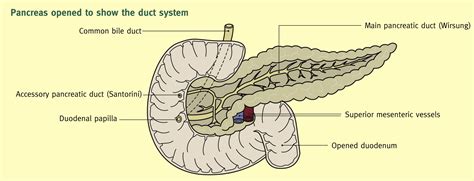 Anatomy of the pancreas and the spleen - Surgery - Oxford International ...