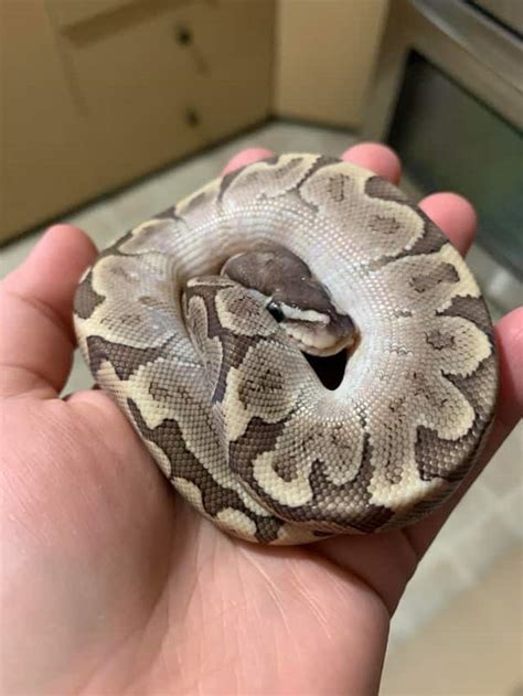 Image result for Super Bamboo Ball Python