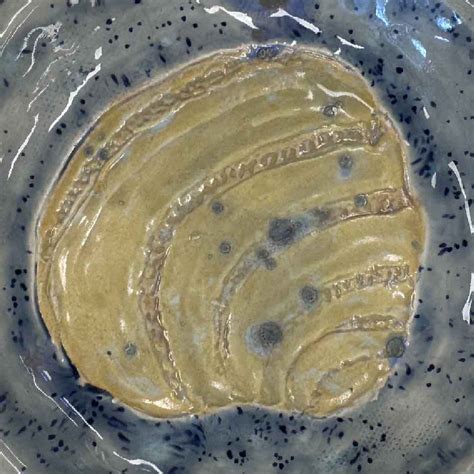 The Pawleys Island Shell | Coastal Art & Gifts at Gray Man Gallery