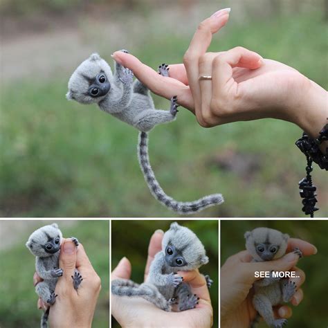 Adorable Finger Monkeys: Discover the Smallest Primates in the World ...
