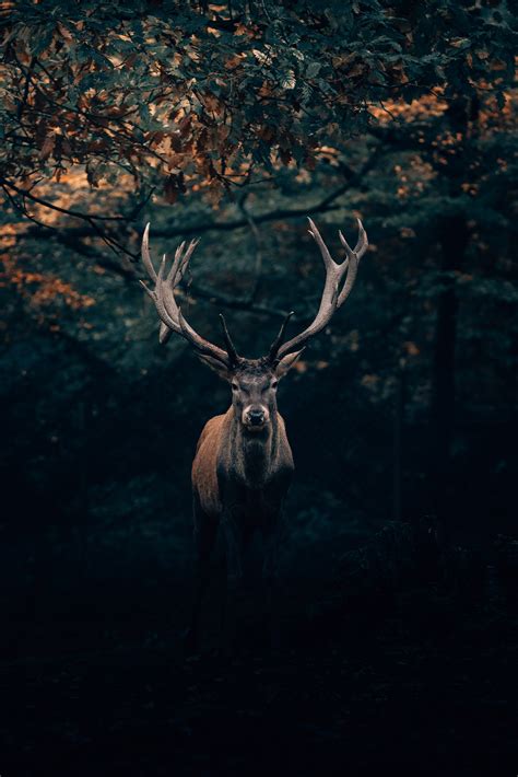 Wildlife Hd Wallpapers For Mobile - Infoupdate.org